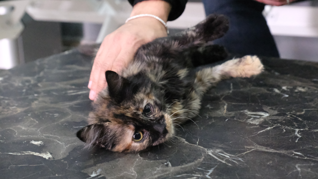 Okul Öğrencilerinden Yaralı Yavru Kediye Sevgi Dolu Sahiplenme