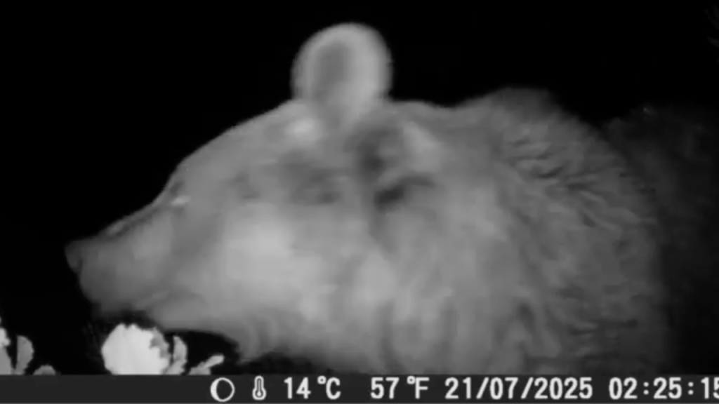 Sivarialan Köyü’nde Yaban Hayvanlarına Doğal Yaşam Kameralarıyla Tanıklık