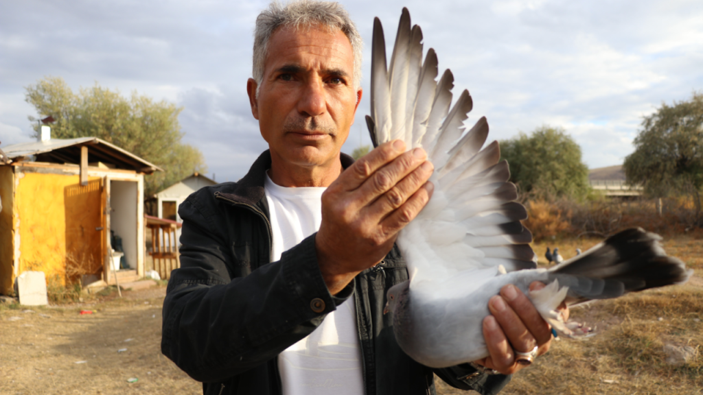 Sivas kuşunun uçuş özellikleri ve nesli koruma çalışmaları