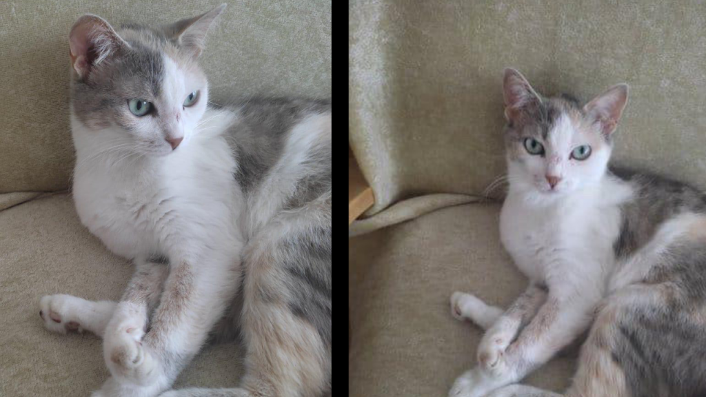 Sivas’ta 10 yıldır beraber yaşayan kedi kayboldu, aramalar sürüyor