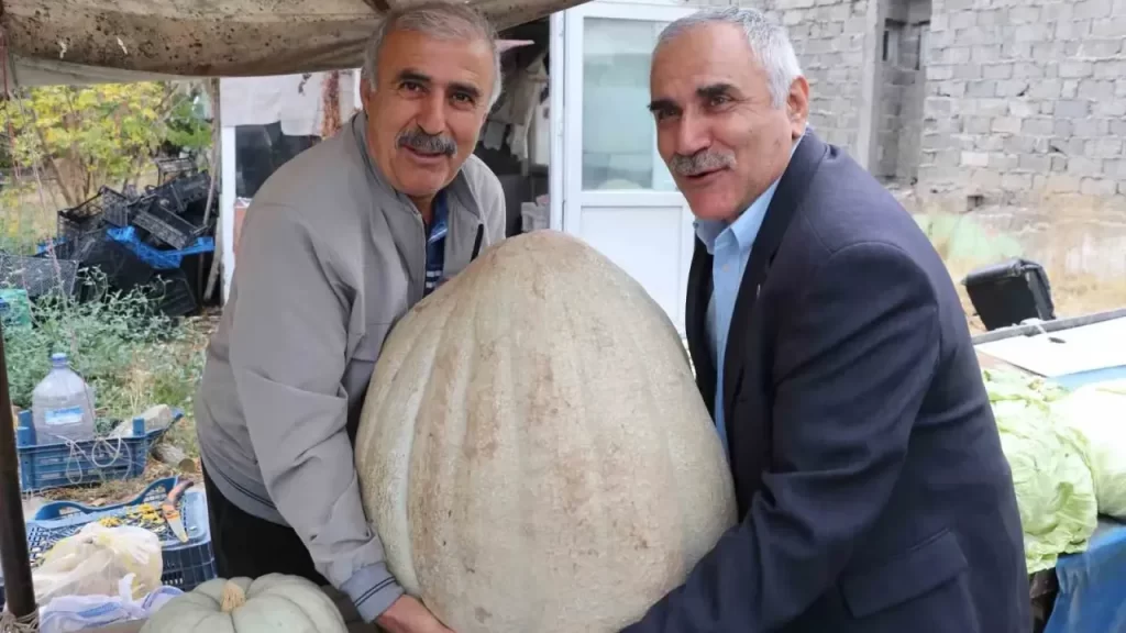 Sivas’ta Ata tohumundan dev bal kabağı şaşırttı