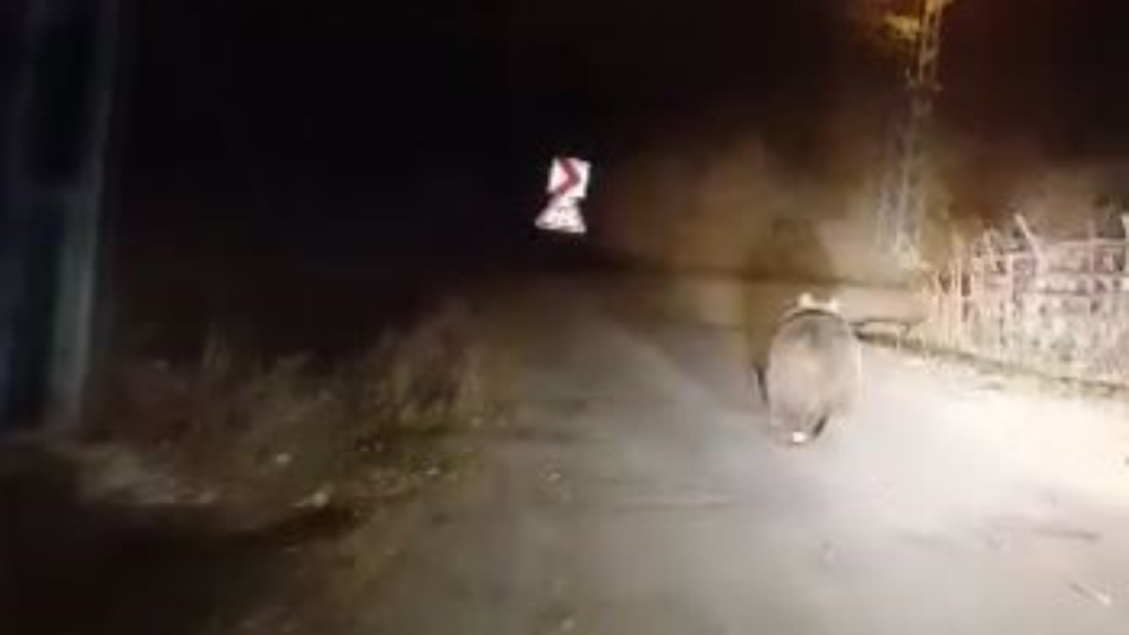 Sivas’ta Ayı ile Karşılaşma Anı Güvenlik Kamerasında