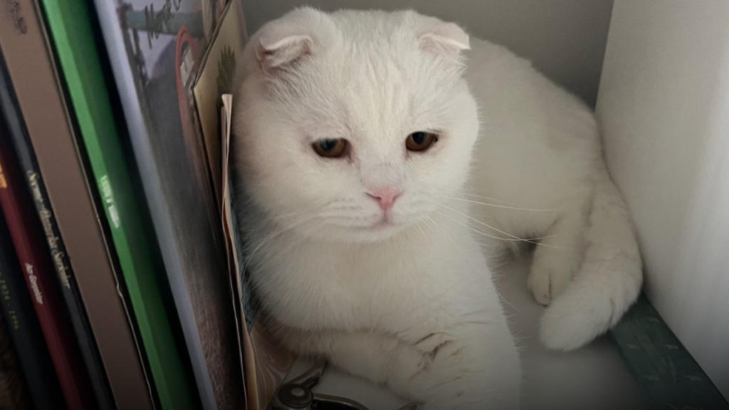 Sivas’ta Hayvan Terkine Sert Yasal Düzenlemeler Geliyor