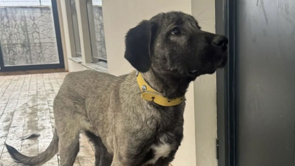 Sivas’ta köpeğe şiddet uygulayan sanığa mahkeme ceza verdi