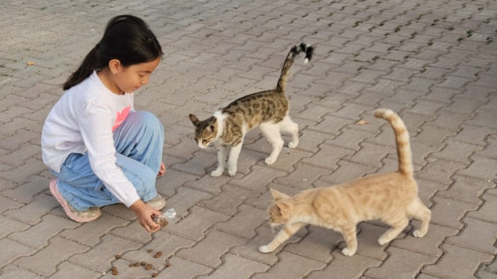 Sivas’ta Öğrencilerden Sokak Hayvanları İçin Duyarlı Etkinlik