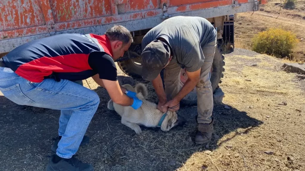 Sivas’ta Sahipli Hayvanların Kuduz ve Mikroçip Çalışmaları Devam Ediyor