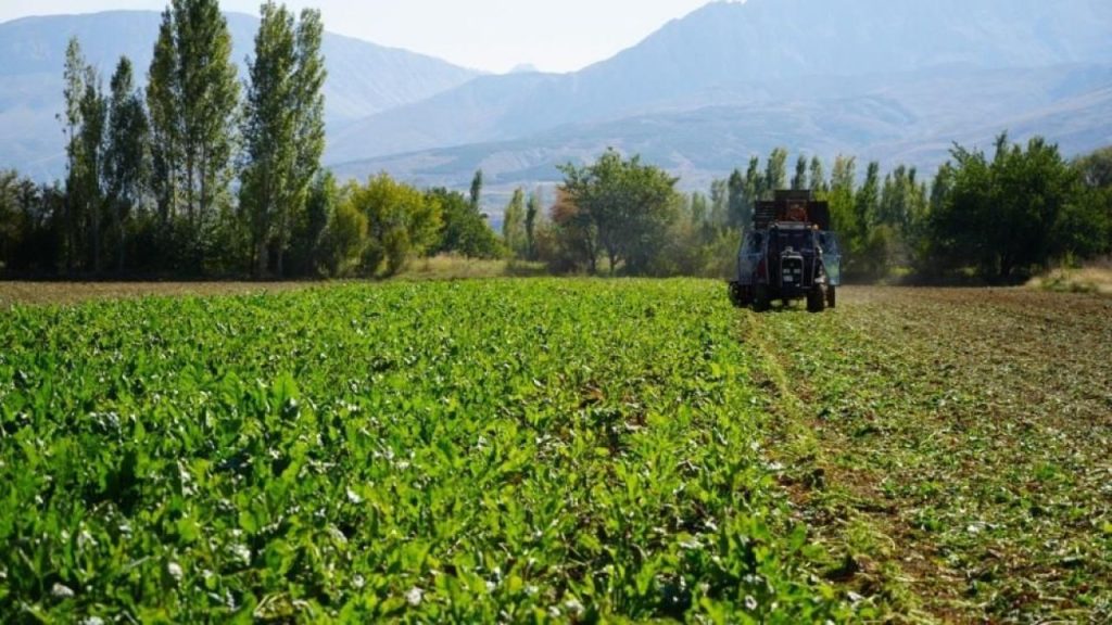 Sivas’ta Şeker Pancarı Hasadı Erken Başladı