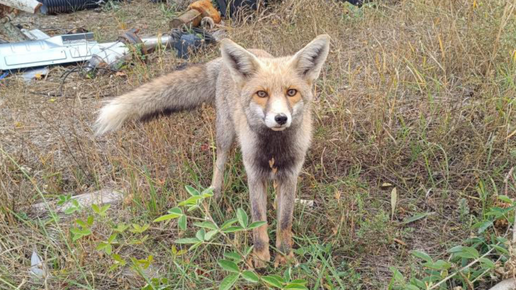 Sivas’ta Tilki Doğal Halleriyle Dikkat Çekti