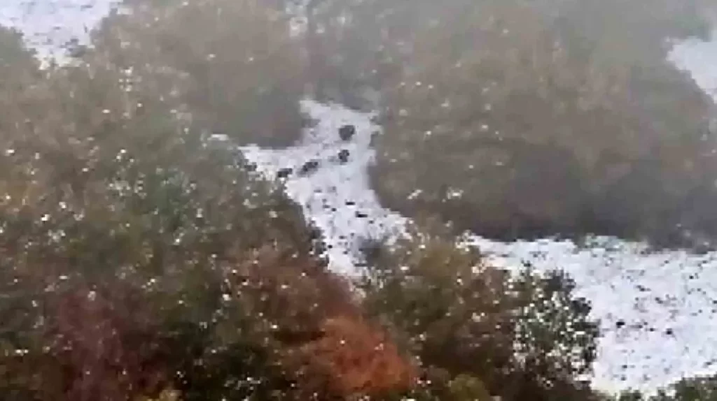 Sivas’ta Yaban Domuzları Artışını İhbar Edildi