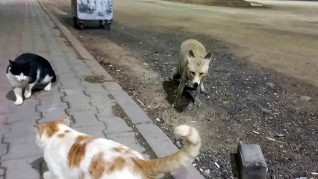 Tilki ve kedi dostluğu görenleri şaşırtıyor