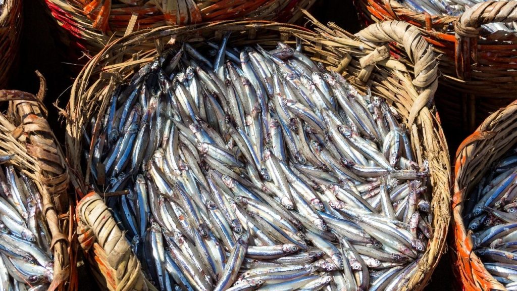 Türkeli açıklarında gece boyu süren hamsi avı limana döndü