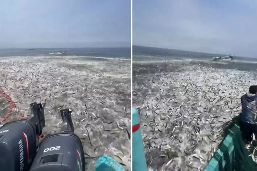 Umman açıklarında balıkçılar şaşırtıcı bolluk yaşadı