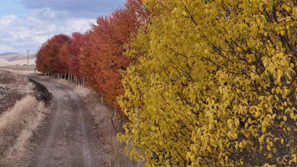 Vişne Bahçesi, Dört Mevsim Görülmeye Değerdir