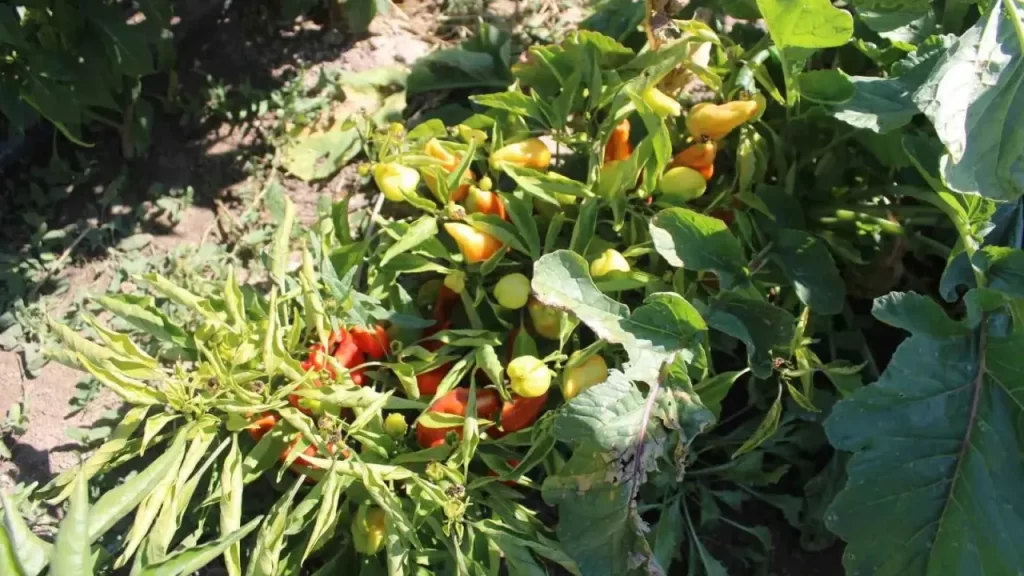 Yediveren Kadın Kooperatifi ata tohumlarıyla doğal üretim yapıyor