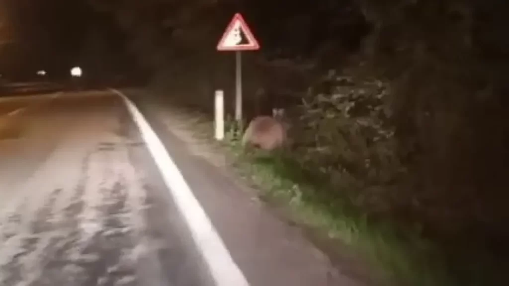 Yenice yolunda ayı sürücülere zor anlar yaşattı