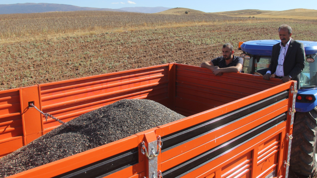 Zara’da ayçiçeği hasadı sırasında alım sorunlarına çözüm aranıyor