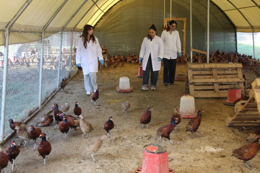 Amasya Üniversitesi, Sülün Yetiştiriciliğinde Öncü Oluyor
