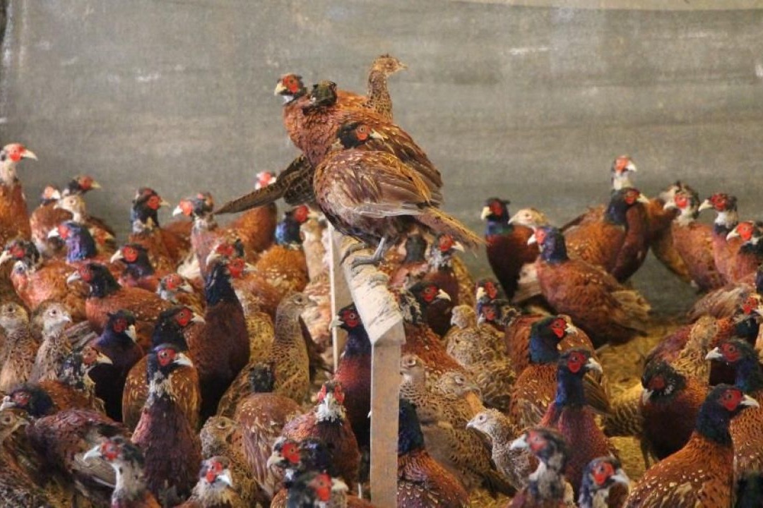 Başarı Hikayesi ve Yetiştiricilik Profili