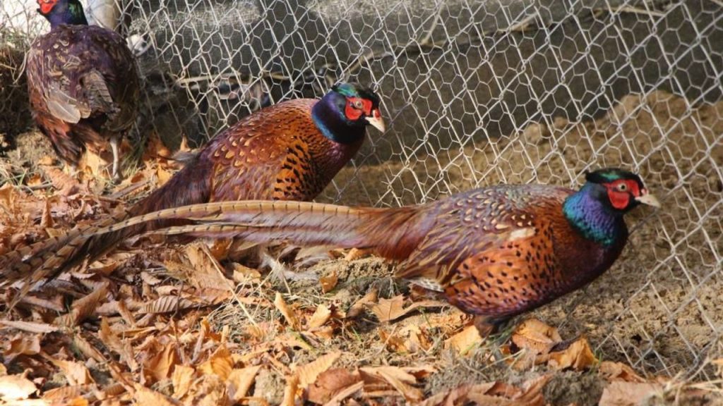Amasya Üniversitesi Sülün Yetiştiriciliğinde Yeni Bir Atılım Yaptı