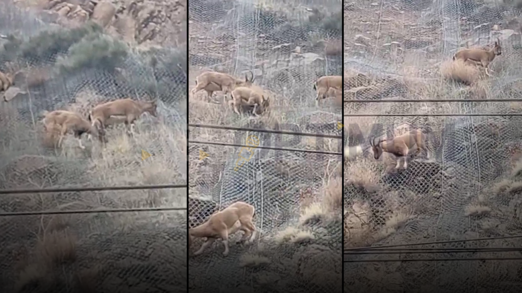 Divriği’nde yol kenarında otlayan sağ keçileri şaşkınlık ve hayranlık uyandırdı