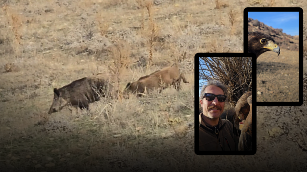 Doğa Sporları Yapan Murat Beysun, Şahini Toyga ile Domuz Ailesini Fark Etti