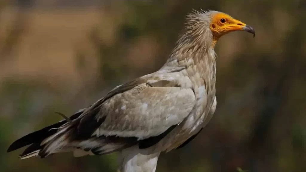 Dört akbaba türünün aynı ortamda gözlemlendiği Sorkun Ekoturizm Alanı