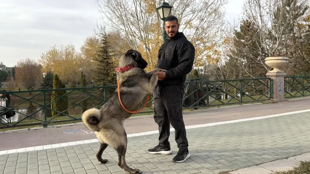 Eskişehirli öğretim üyesinin Türk çoban köpekleri çalışması ve uluslararası ilgisi