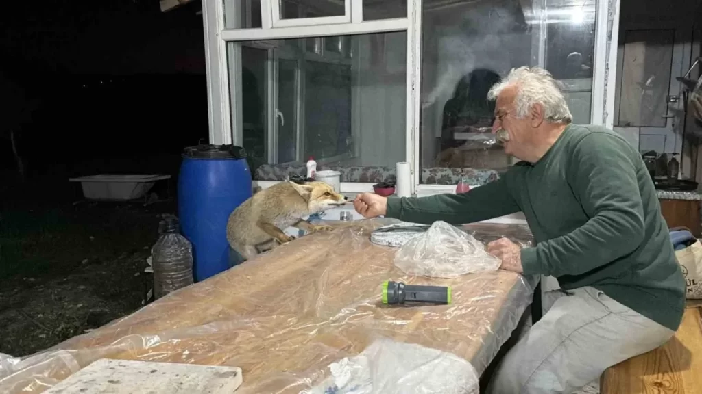 Fırtıman köyünde tilkilerin sevimli ziyaretleri sürüyor