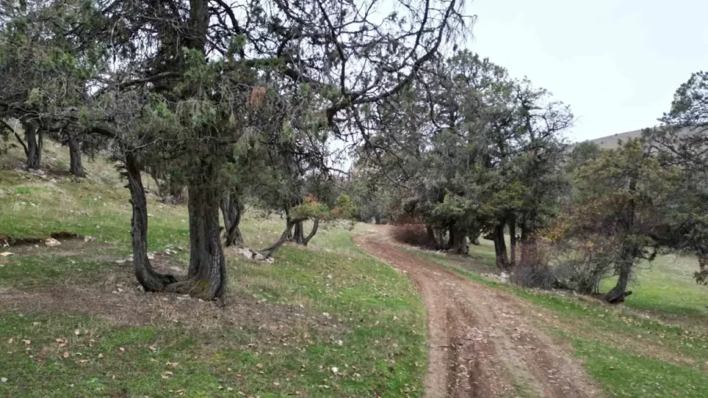 Günçalı Köyü’nde Ağıt Niteliğinde Ardıç Ormanı Muhafaza Altında