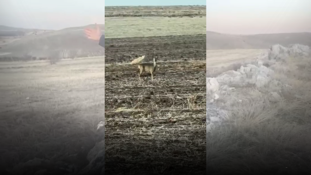 Hafik’te Yabani Hayvan Görüntüleri Güvenleri Kazandı