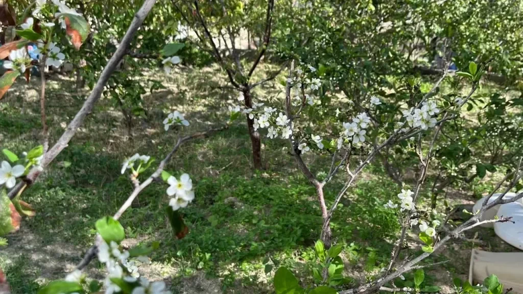 Hatay’da erken çiçek açan ağaçlar şaşırttı
