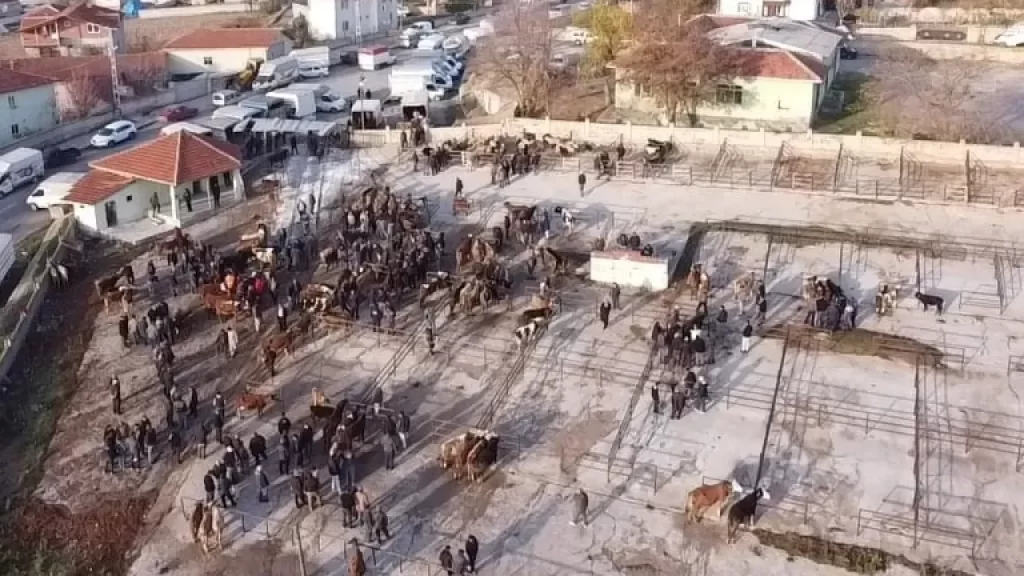 Hayvan Pazarı Açıldı, Fiyatlar ve Gelişmeler Belirlendi