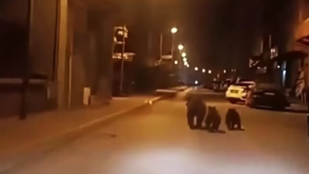 İlçe merkezinde ayılar paniği: Üç ayı gece vakti görüldü