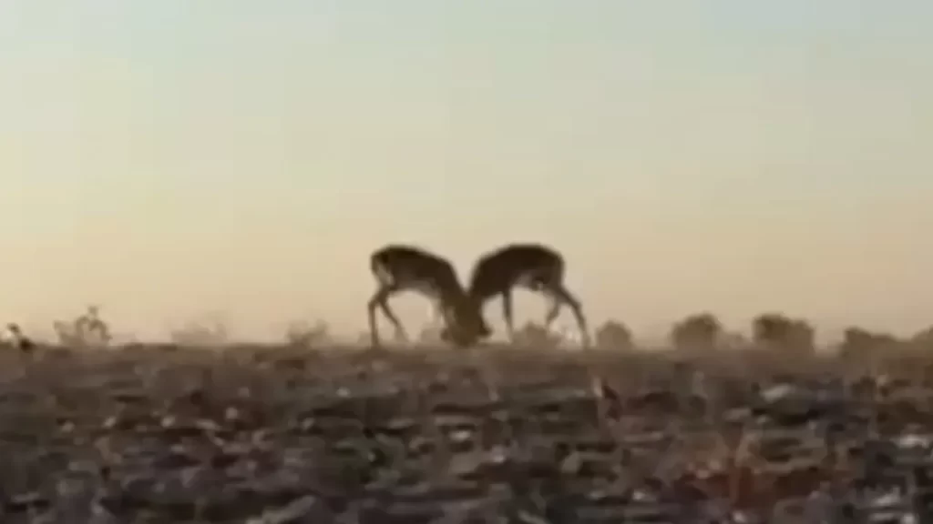 İlçede Koruma Altındaki Dağ Ceylanları Renkli Görüntüler Oluşturdu