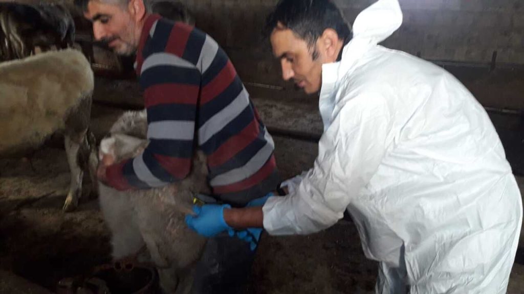 İlimizde Şap Aşılamasının Ardından Rapel Aşılama Başladı