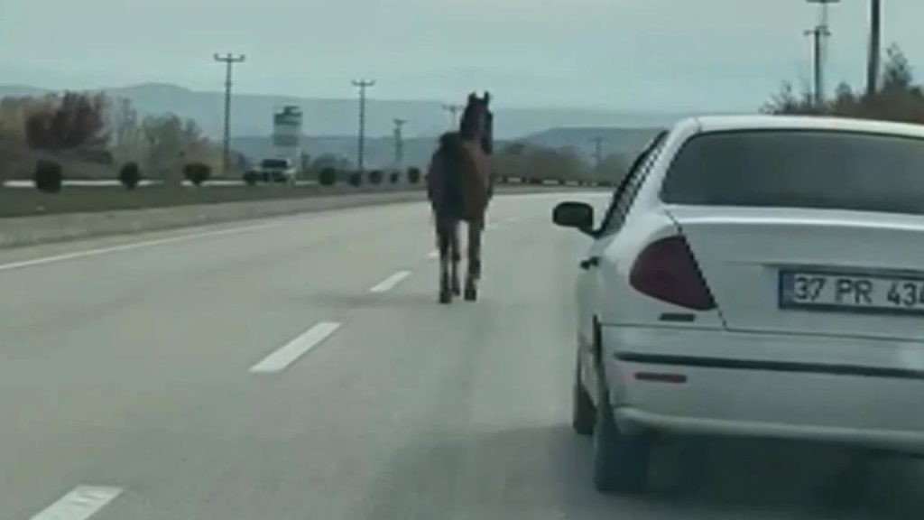 İnebolu’da Başıboş At Trafiği Tehdit Etti