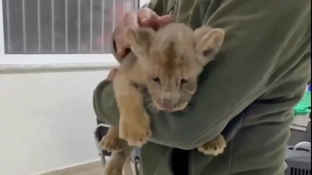 İstanbul’da Yasa Dışı Getirilen Aslan Ele Geçirildi