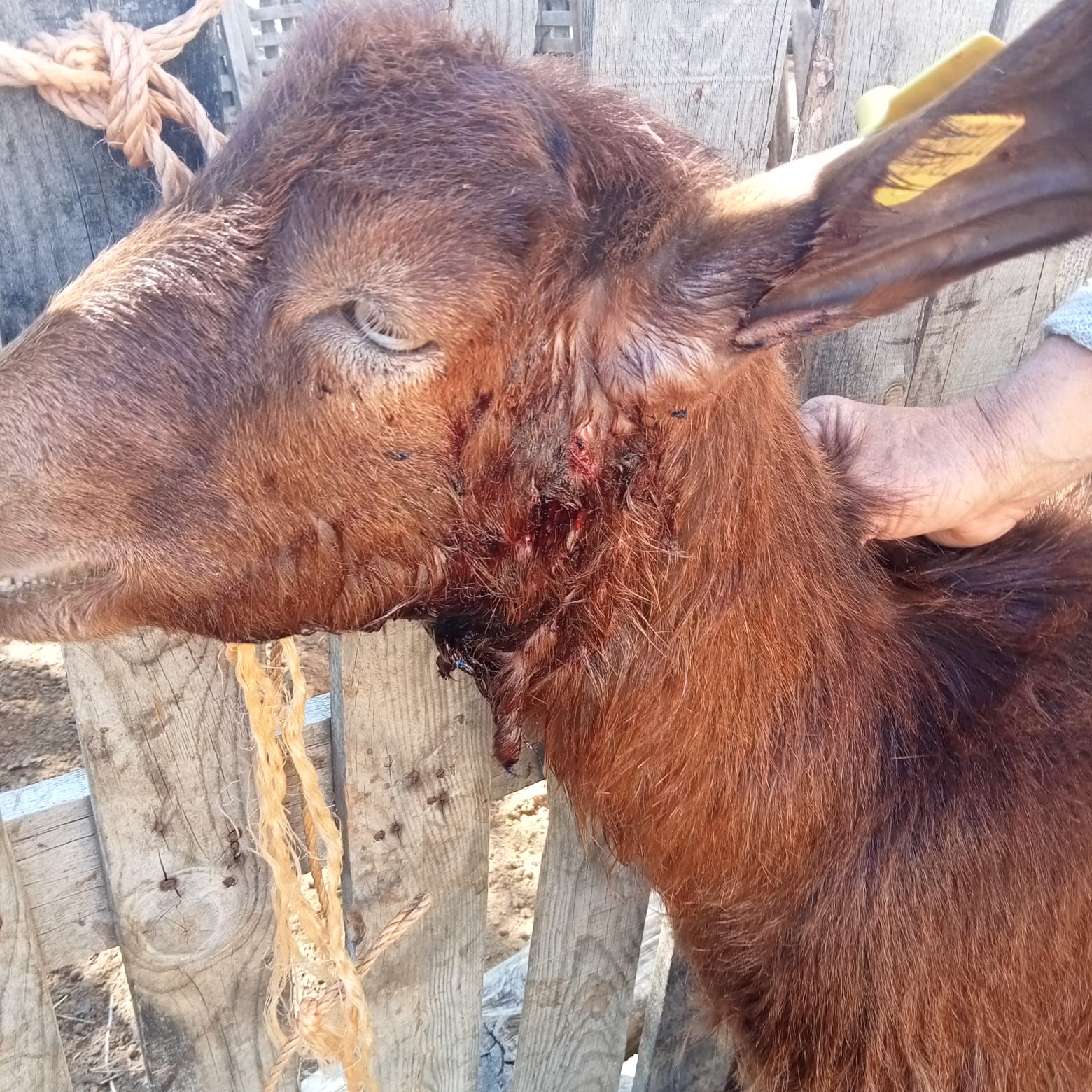 İlçe Besicileri Kurt Saldırılarından Endişe Ediyor