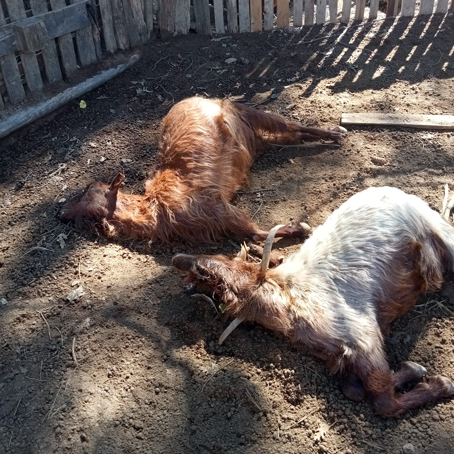 İlçe Besicileri Kurt Saldırılarından Endişe Ediyor