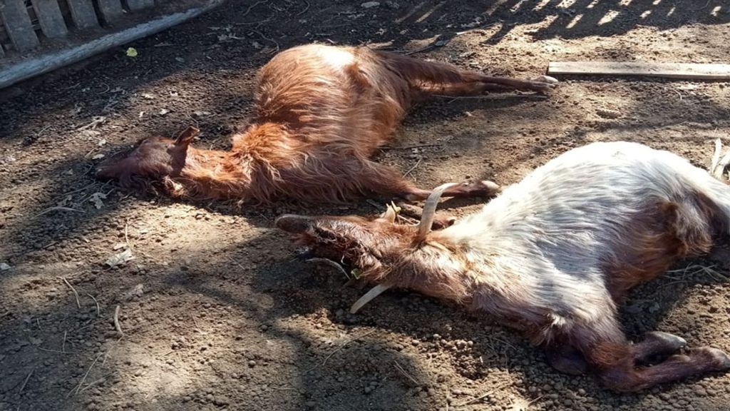 İşte Aksu ilçesinde kurt saldırılarıyla karşı karşıya kalan besicilerin durumu