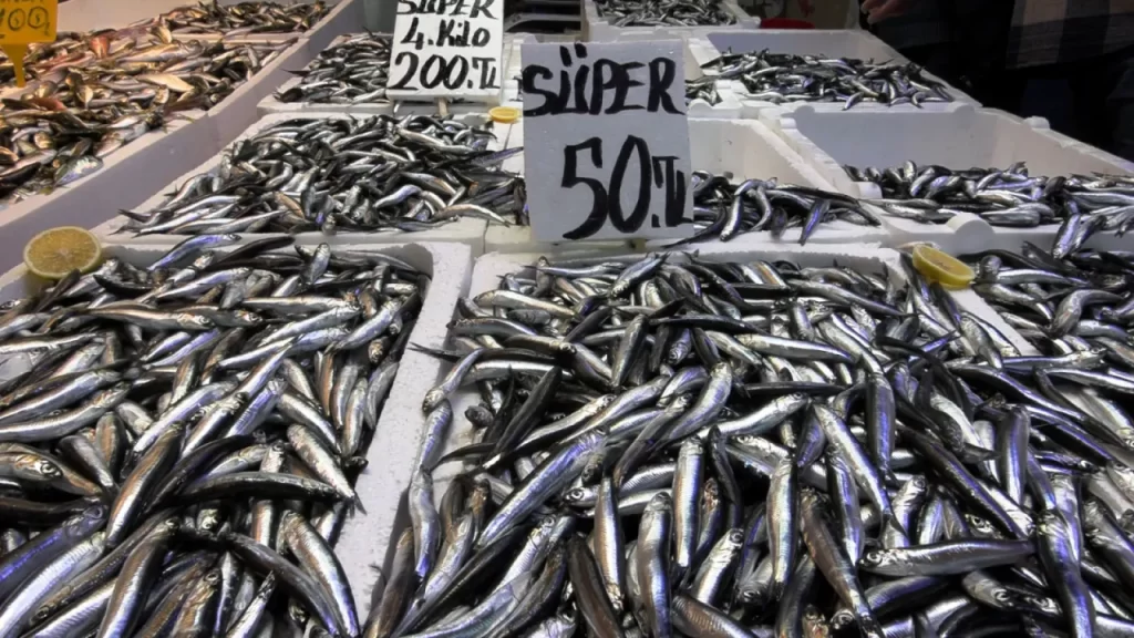 Karadeniz’de Balıkçılık Sezonu Açıldı, Hamsi ve İstavrit Bereketli