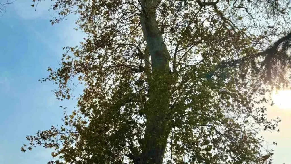 Mahalle halkı bin yıllık tarihi ağacın koruma talebinde bulunuyor