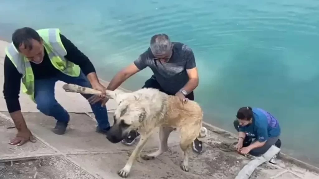 Şanlıurfa’da kanal mahsur kalan köpek ve aile kurtarıldı