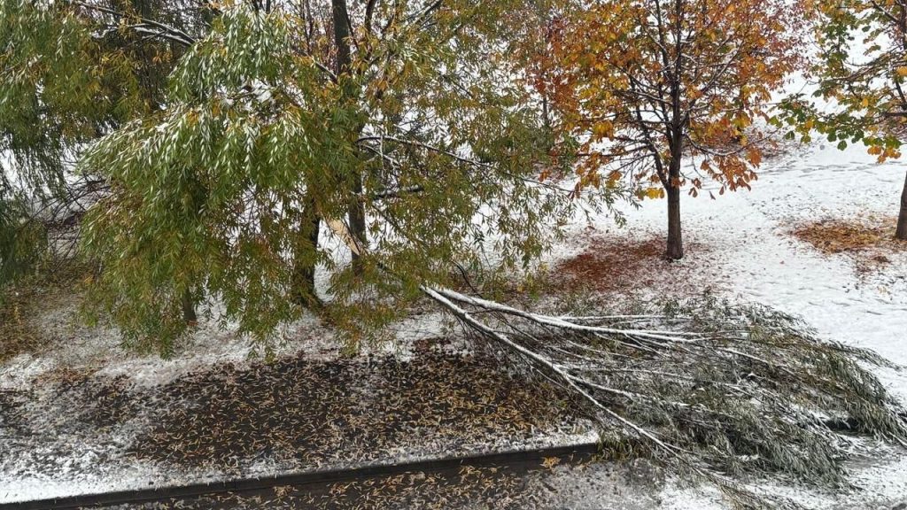Sivas’ta Kar Ağırışına Dayanamayan Ağaçlar Kırıldı