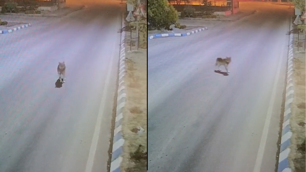 Sivas’ta kurtlar yerleşim alanlarına indi, güvenlik alarmda