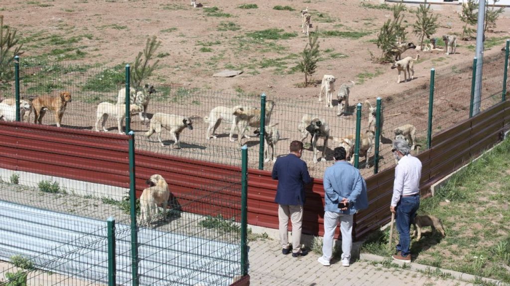 Sivas’ta Meraküm Hayvan Bakım ve Rehabilitasyon Merkezi Görevde