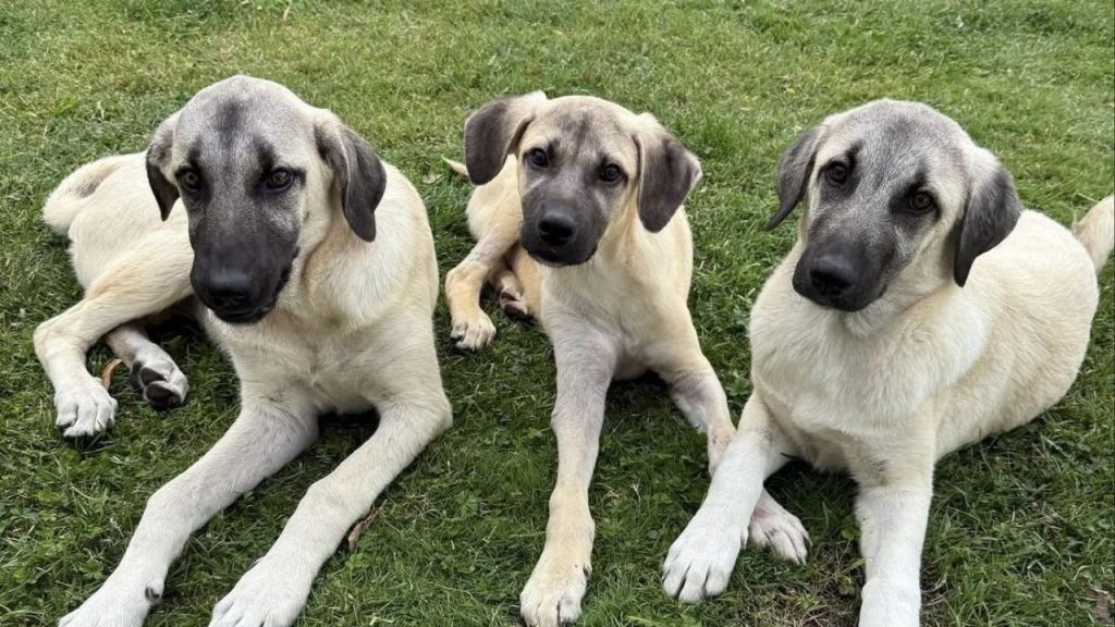 Sivas’ta ‘Mucize’ adlı köpeğin iyileşme hikayesi