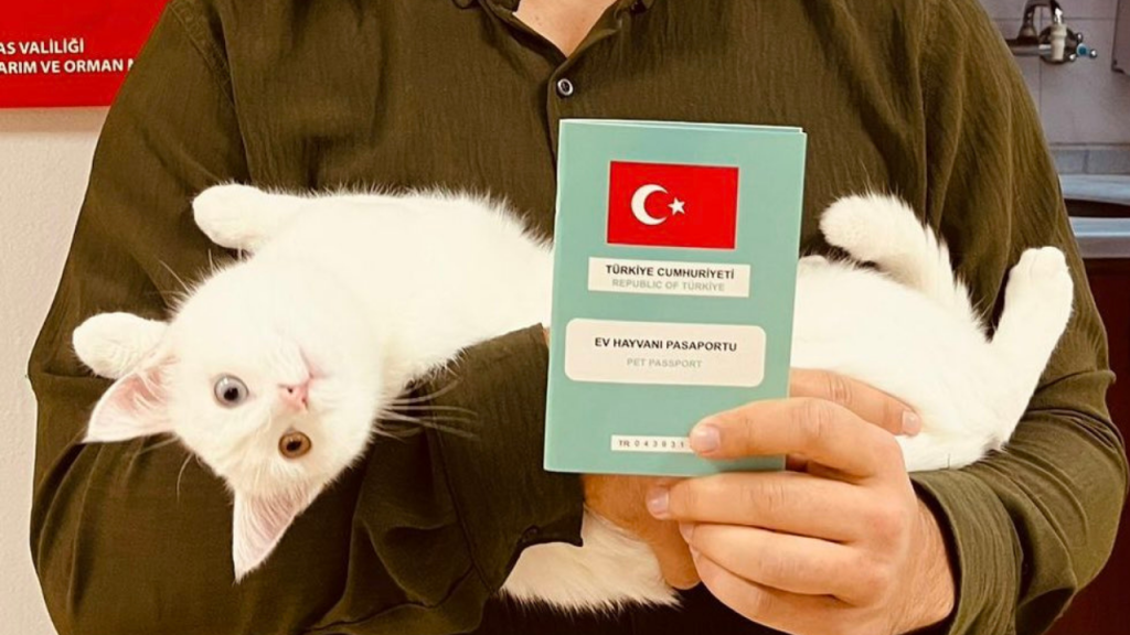 Sivas’ta Sahipli Kedi ve Köpeklerin Kimliklendirme Çalışmaları Sürüyor