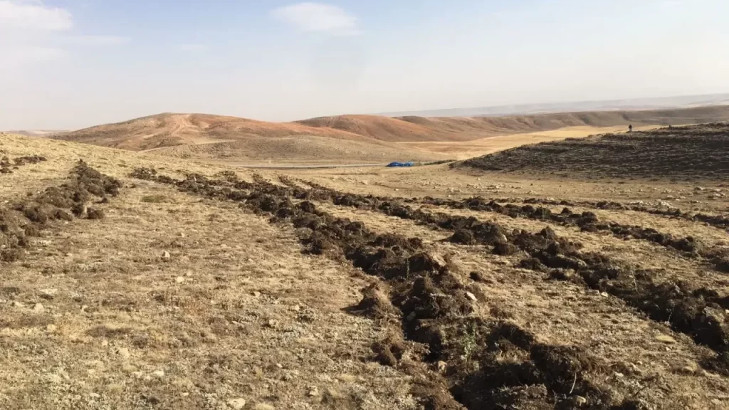 Sivas’ta tuz çalısı dikimiyle mera ıslah çalışmaları hız kazandı