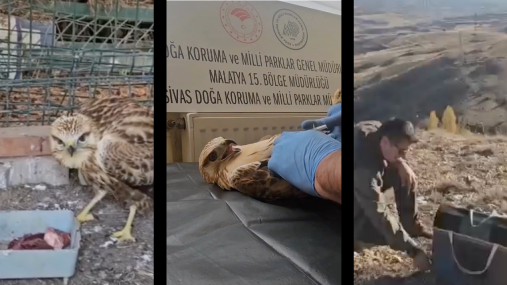 Sivas’ta yaralı şahin kurtarılıp yeniden doğaya salındı
